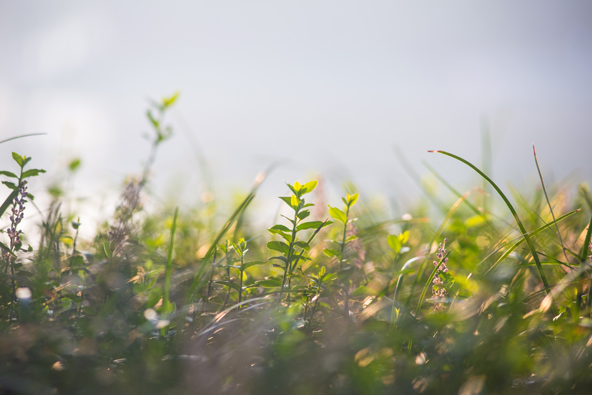 mindfulness-luennot kasveja ja taivasta